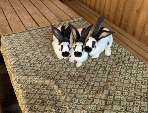 Німецький строкач