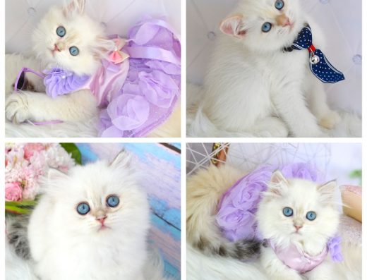 Елітні британські кошенята Золота Шиншила (Пойнт)