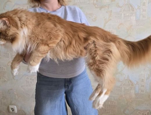 Мейн-куни: Величні гіганти з ніжним серцем!