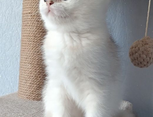 У нас є пухнастий бешкетник.