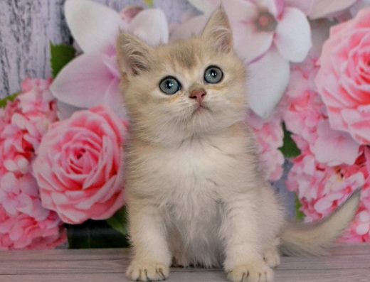 Британське кошеня: Шикарний хлопчик Золота Голуба Шиншила