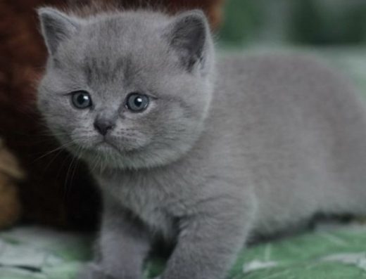 Продаю шикарного котика.