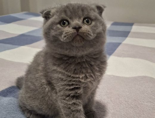 Британські кошенята: Прямовухі та Вісловухі красені!