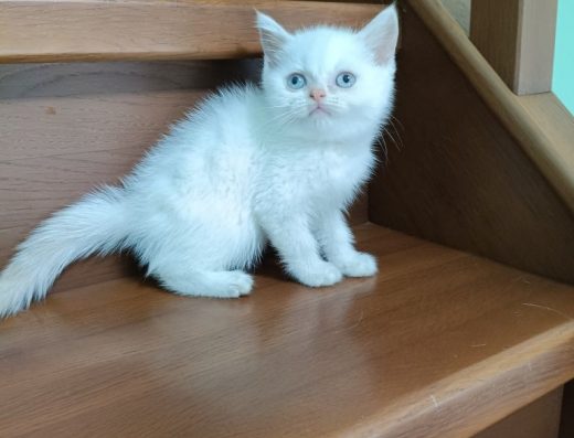 Шотландський чарівник! Одеса!