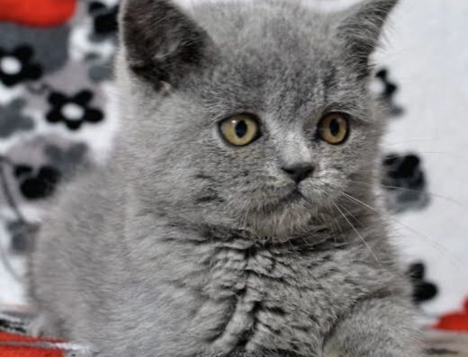 Чудовий котик (2 місяці) шукає родину