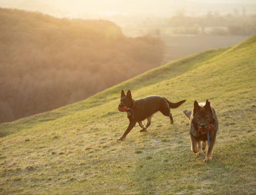 Племінна В’язка (Німецька Вівчарка, Робоча Лінія ГДР): Армі — Чемпіон з Родоводом FCI