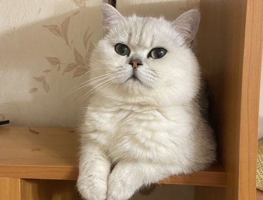 Племінний Шотландський Кіт (Срібляста Шиншила) — Запрошує на В’язку!