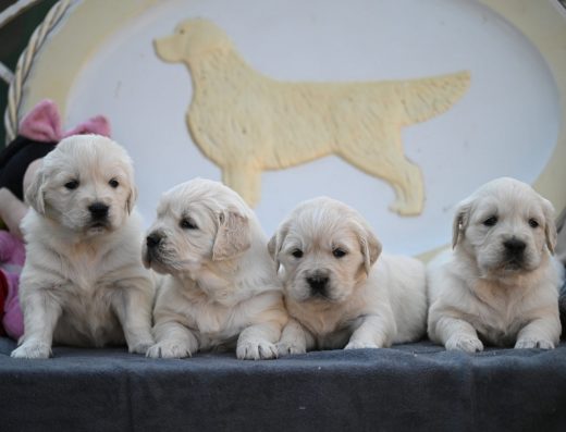 Розплідник Золотистих Ретриверів “Tramin”