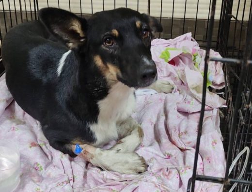 Притулок для собак “Шанс на життя”