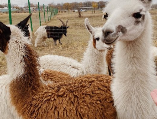 «Долина Альпака» Фельдман Екопарк: символ відновлення та реабілітаційний центр
