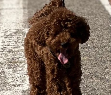 Елітний Той-пудель Кекс: В’язка, чистий червоно-рудий окрас