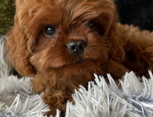 Неймовірно красивий хлопчик мальтіпу, кавапу.