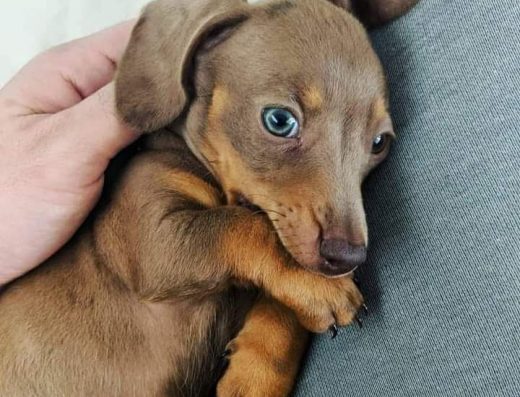 Ексклюзив: Шоколадні таксенята міні та кролячої лінії. Доступні дівчатка та хлопчики!