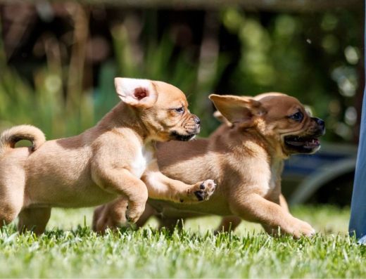 Пагль (Puggle): Ідеальний Сімейний Улюбленець