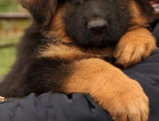 Довгошерстий кобель Німецької Вівчарки. Документи FCI КСУ, відмінний родовід