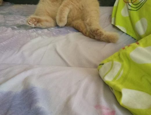 В’язка: Шотландський висловухий кіт