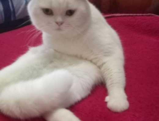 Елітна В’язка: Білосніжний Шотландський прямовухий (Scottish Straight)