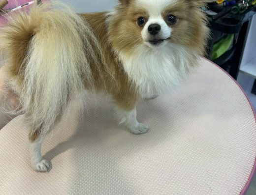 В’язка: Довгошерстий Чіхуахуа (2 роки)