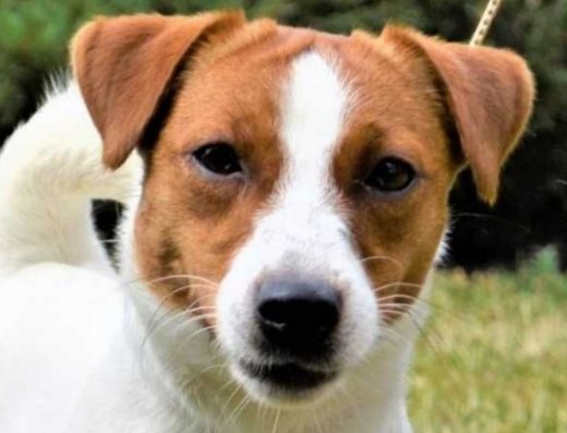 Племінна В’язка: Джек Рассел Тер’єр Мейсон (КСУ)