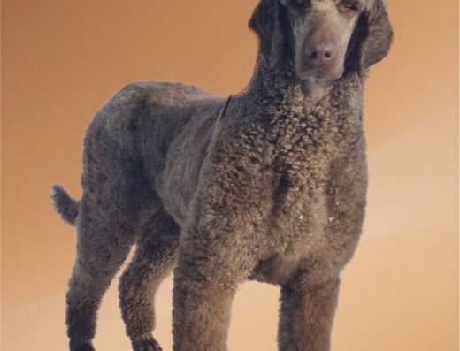 Племінна В’язка: Королівський Пудель (Стандарт), Шоколадний окрас