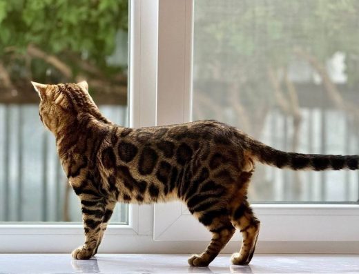 В’язка: Племінний Бенгальський Кіт Оскар з Родоводом WCF