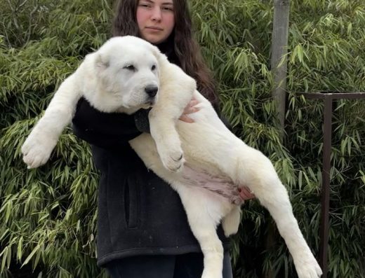 Елітна В’язка: Титулований Середньоазіатська Вівчарка (Алабай) з Офіційними Тестами