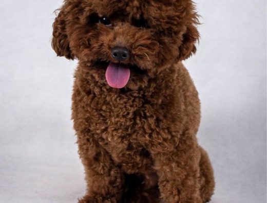 Племінна в’язка: Той-пудель з китайським походженням