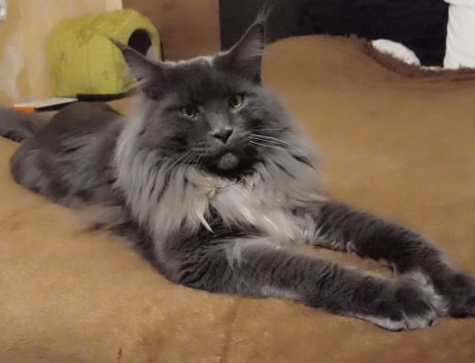 Елітна В’язка: Мейн-кун у рідкісному окрасі Блакитний Дим