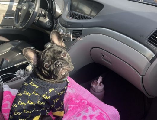 Шукаємо Наречену: Французький Бульдог для В’язки