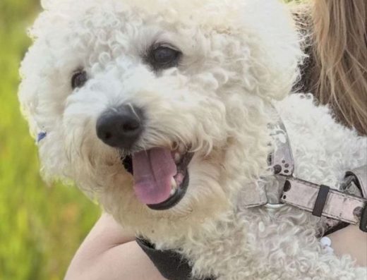 Джентльмен для В’язки: Бішон-фрізе