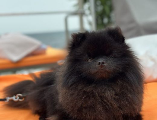 Досвідчений Кобель Шпіц (Чорний, Шикарний) — В’язка