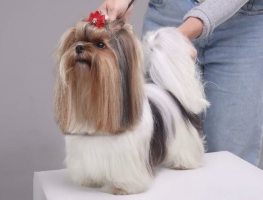 Елітний Бівер Йорк (1,9 кг, КСУ) — Відкритий для В’язок