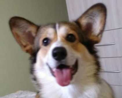 Перша В’язка: Вельш Коргі Пемброк RICHARD (RED/WHITE, СОБОЛЬ)