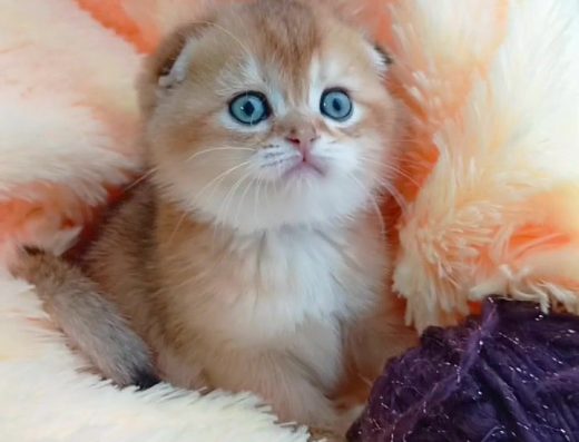 Золота Шиншила: Шотландська Висловуха Дівчинка