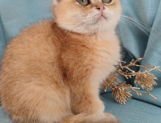 Продаж: Золота Шиншила (Хлопчик Висловушка 3 міс.)