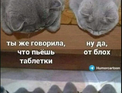 Продаж Котенят: Шотландська Висловуха (Сріблястий Таббі)