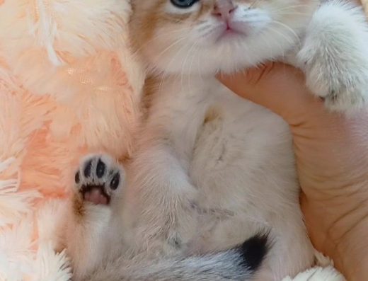 Лялькова Красуня: Золота Шиншила (Висловуха Дівчинка)