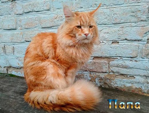 Продаж: Елітні Кошенята Мейн-Куна (Червоний Мармур)