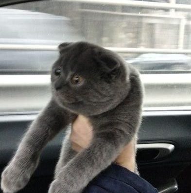 Продаж: Плюшеві Скотіш-фолди (Масивні, З Круглою Мордочкою)