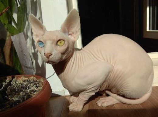 Продаж: Кошенята Канадського Сфінкса