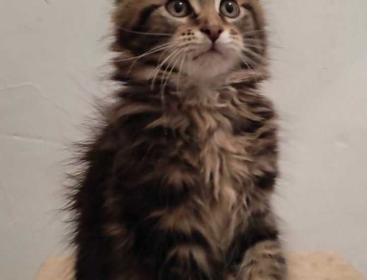 Продаж: Мейн-кун Дівчинка (Ніжна Муркотлива Красуня)