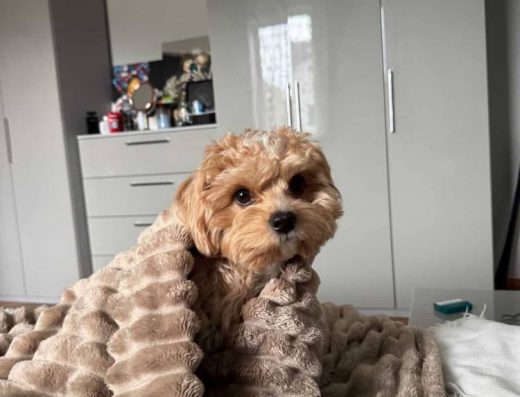 Кавалер для В’язки: Мальтіпу Барні