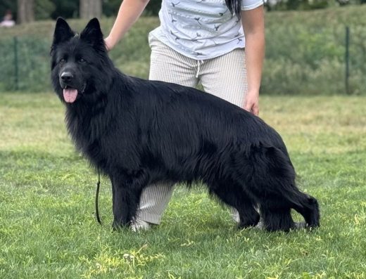 В’язка: Німецька Вівчарка Довгошерстна (Кобель — Мультичемпіон)
