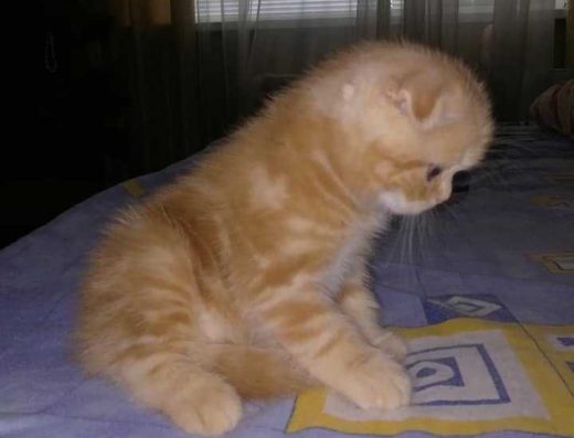 В’язка: Шотландець Сер Роберт (Червоний Мармур на Сріблі d22)