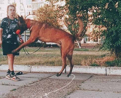 В’язка: Бельгійська Вівчарка Малінуа