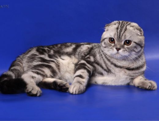 В’язка: Висловухий Чемпіон (Сріблястий Мармур)