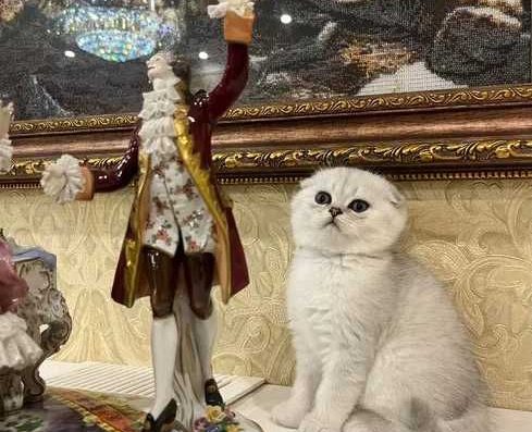 В’язка: Шотландський Висловухий Кіт (Срібляста Шиншила, Носій Золота)