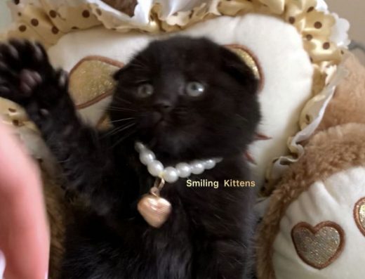 Чорні кошенята з круглою мордочкою