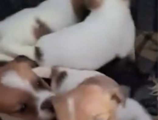 Продаж цуценят Джек Рассел тер’єра. 4 дівчинки та 1 хлопчик