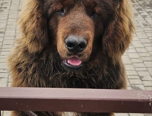 Продаж: Підрощені цуценята Тибетського мастифа (7 місяців), з документами